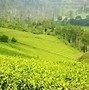 Tempat Ngopi Di Puncak Pass